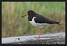 scholekster _MG_0122